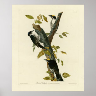 Driehoekige Woodpecker - Amerikaanse vogels van Au Poster