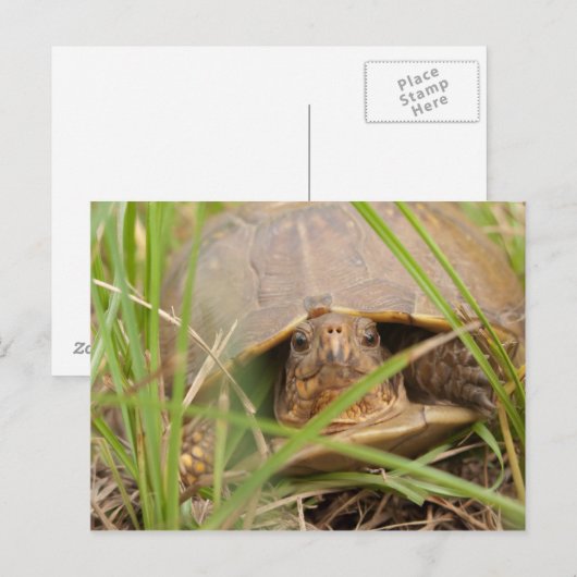 Driehoeksschildpad Briefkaart (Voorkant / Achterkant)