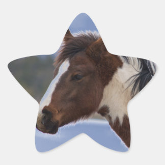 driekleurig paard ster sticker