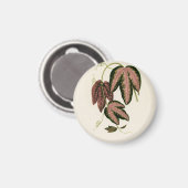 Driekleurig passie (Passiflora Trifasciata) Magneet (Voorkant / Achterkant)