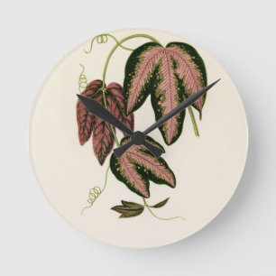 Driekleurig passie (Passiflora Trifasciata) Ronde Klok