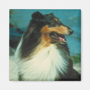 Driekleurig ruw kat met collie magneet