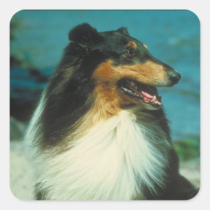 Driekleurig ruw kat met collie vierkante sticker