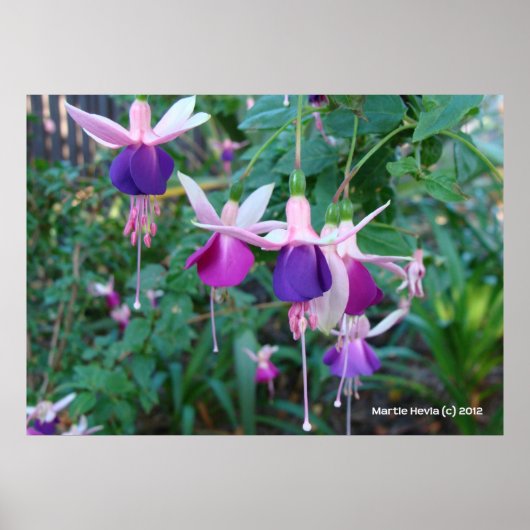 Driekleurige bellen poster (Voorkant)