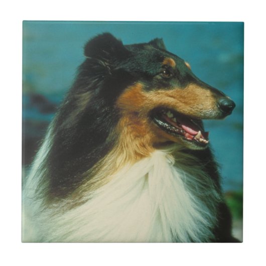 Driekleurige Collie Tile Tegeltje (Voorkant)