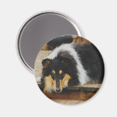 Driekleurige ruw collie-cadeaus magneet (Voorkant / Achterkant)