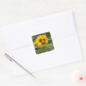Driekoppige zonnebloem vierkante sticker (Envelop)