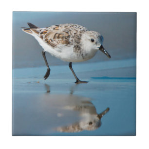 Drieteenstrandloper (Calidris Alba) Voedend Op Nat Tegeltje