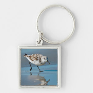 Drieteenstrandloper (Calidris Albe) Voedend Op Nat Sleutelhanger