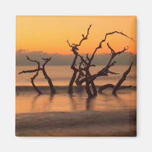 Drifthoutstrand bij zonsopgang Jekyll Island Georg Magneet