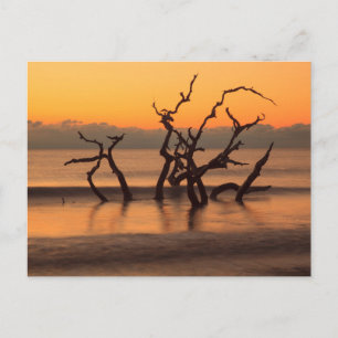 Driftwood Beach bij zonsopgang Jekyll Island Georg Briefkaart