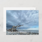 Driftwood Beach Briefkaart (Voorkant / Achterkant)