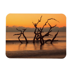 Driftwood Beach op Sunrise Jekyll Island Georgia Magneet