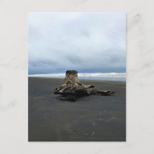 Driftwood bij Benson Beach, Cape Diseption, WA Briefkaart
