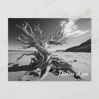 Driftwood boomstam B&W foto Briefkaart