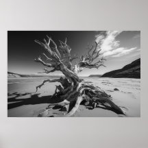 Driftwood boomstam B&W foto