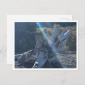Driftwood Briefkaart (Voorkant / Achterkant)