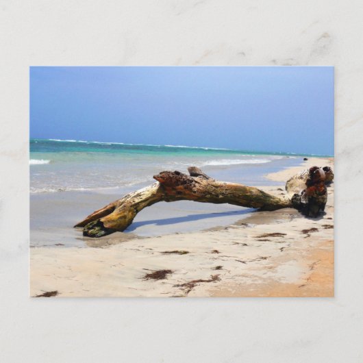 Driftwood Briefkaart (Voorkant)