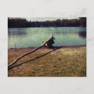 Driftwood Briefkaart