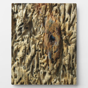 Driftwood Fotoplaat