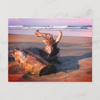 Driftwood Log Costa Rica Beach Photo Postcard Briefkaart