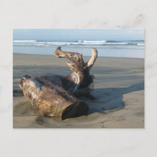 Driftwood Log Costa Rica Beach Photo Postcard Briefkaart