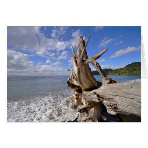 driftwood op de korte ijskast van Frans strand