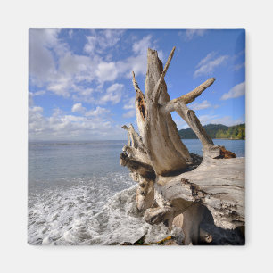 driftwood op de korte ijskast van Frans strand Magneet