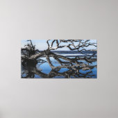 Driftwood Tree Beach in Beaufort SC Canvas Afdruk (Voorkant)