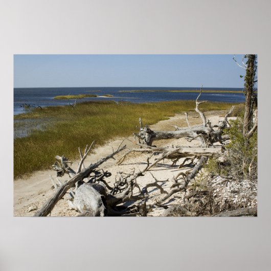 Drijfhout op de strand poster (Voorkant)