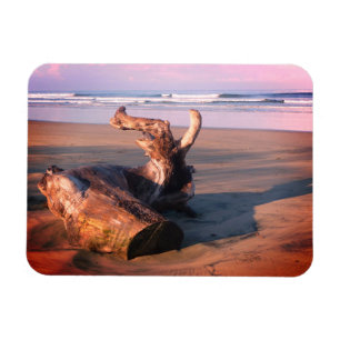 Drijfhoutstam Costa Rica Strand Foto Magneet