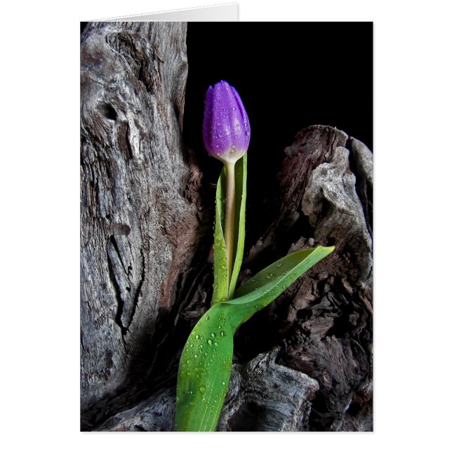 Drijftwood (Voorkant)