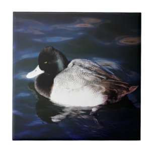 Drijven met zonneschijn tegeltje