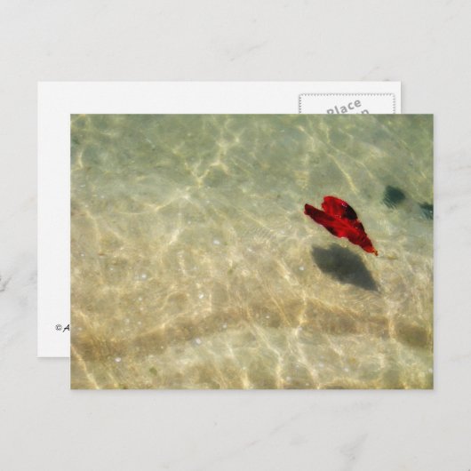 drijvend hart briefkaart (Voorkant / Achterkant)