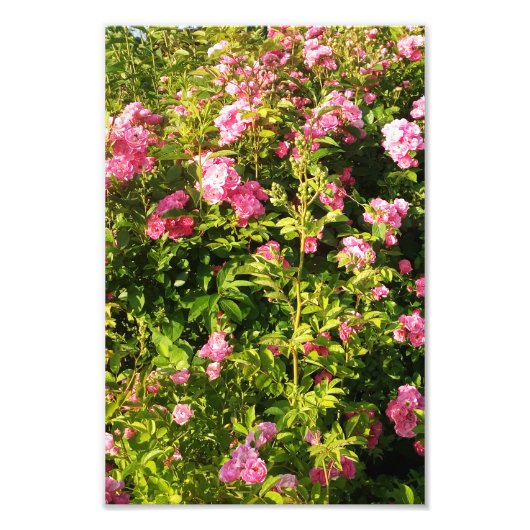 Drijvend Rosarium Foto Afdruk (Voorkant)