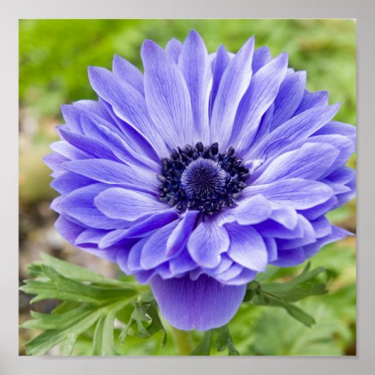 Drijvende afdruk poster (Voorkant)