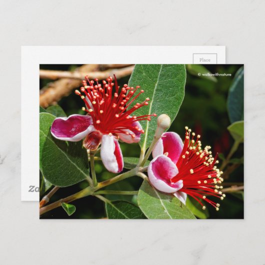 Drijvende anananas Guava / Guavasteen / Feijoa Briefkaart (Voorkant / Achterkant)