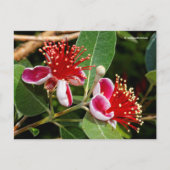 Drijvende anananas Guava / Guavasteen / Feijoa Briefkaart (Voorkant)