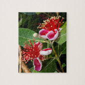 Drijvende anananas Guava / Guavasteen Legpuzzel (Verticaal)