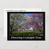 Drijvende appelbomen briefkaart (Voorkant / Achterkant)