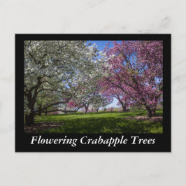 Drijvende appelbomen briefkaart