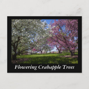 Drijvende appelbomen briefkaart