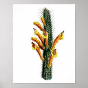 Drijvende Cactus No3  Natuurgeschiedenis Afdrukken Poster