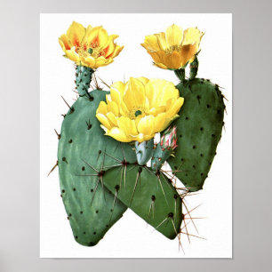 Drijvende cactus nr.8 natuurlijke geschiedenis af poster