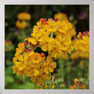 Drijvende Candelabra Primula Poster