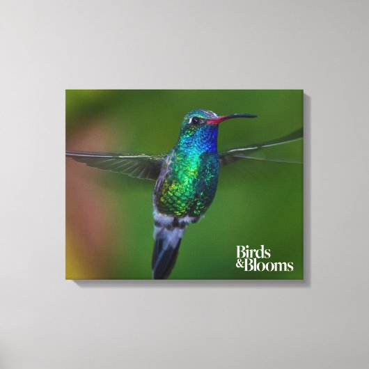 Drijvende kolibrie canvas afdruk (Voorkant)
