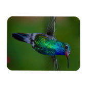 Drijvende kolibrie magneet (Horizontaal)