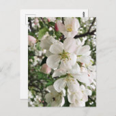 Drijvende krabappel briefkaart (Voorkant / Achterkant)