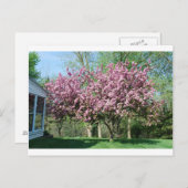 Drijvende krabappelbomen briefkaart (Voorkant / Achterkant)