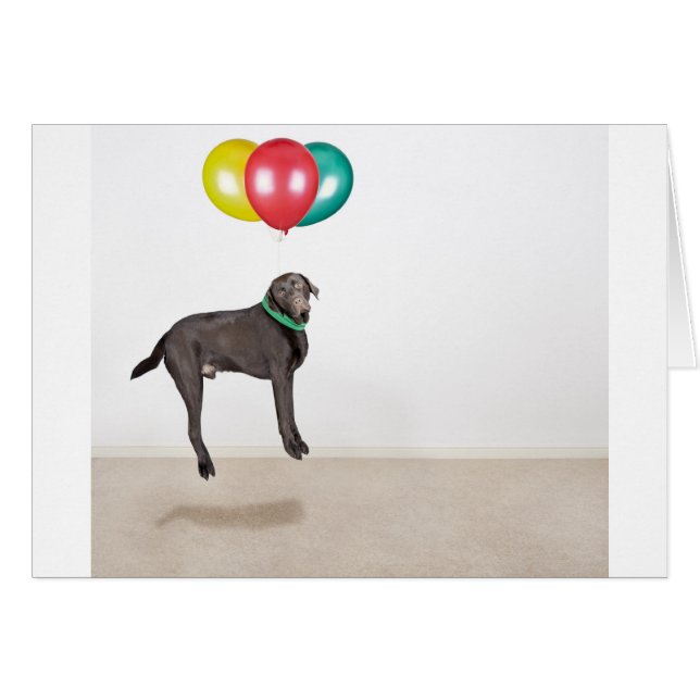 Drijvende labrador (Voorkant Horizontaal)